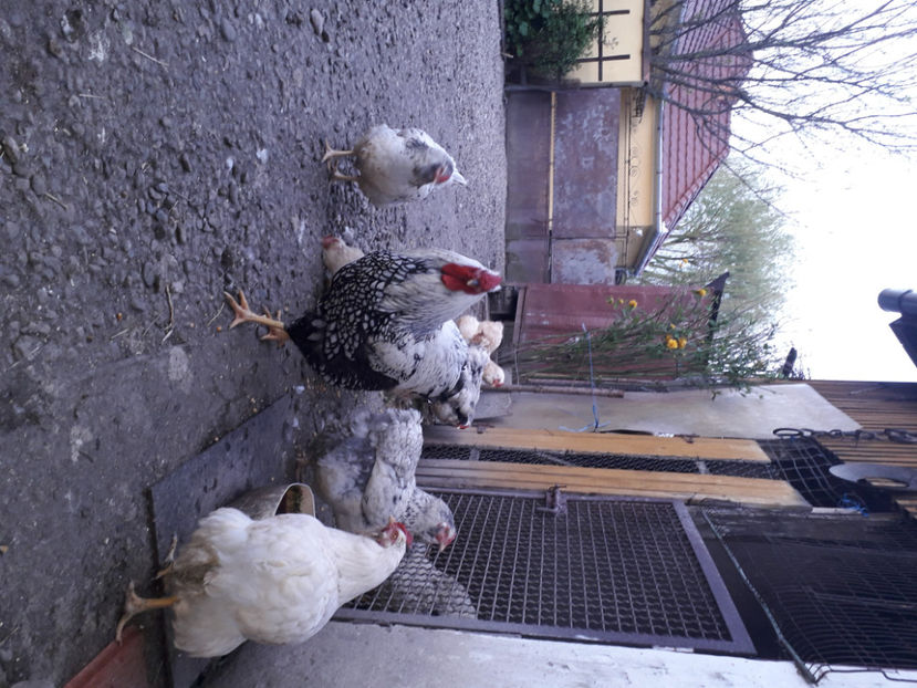  - 2 - MATCĂ I 2024 -