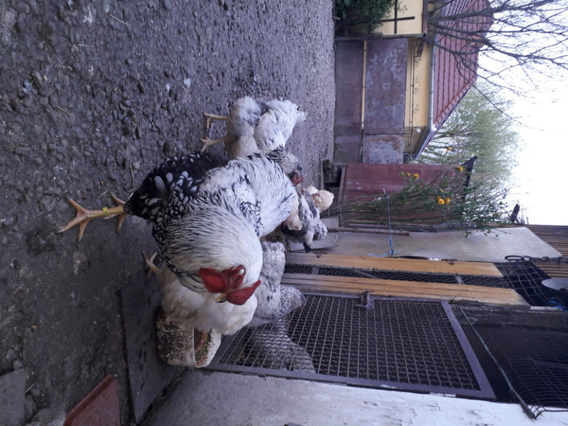  - 2 - MATCĂ I 2024 -