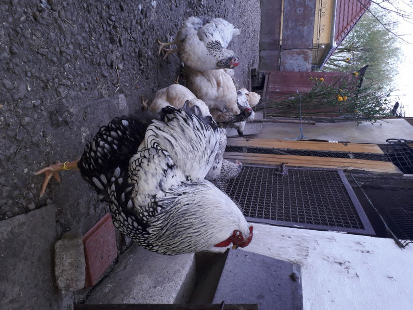  - 2 - MATCĂ I 2024 -