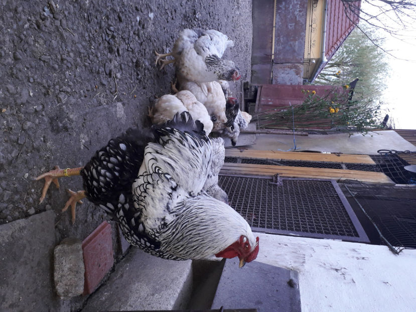  - 2 - MATCĂ I 2024 -