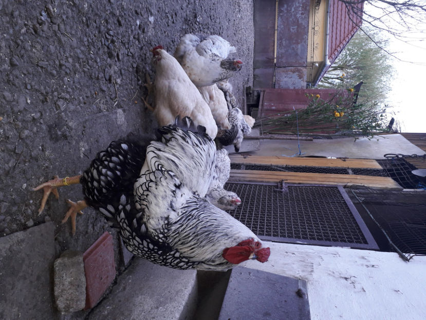  - 2 - MATCĂ I 2024 -