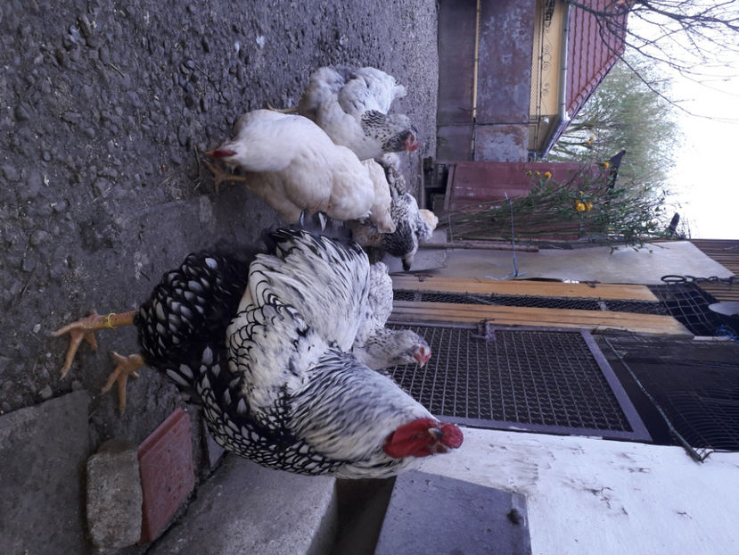  - 2 - MATCĂ I 2024 -