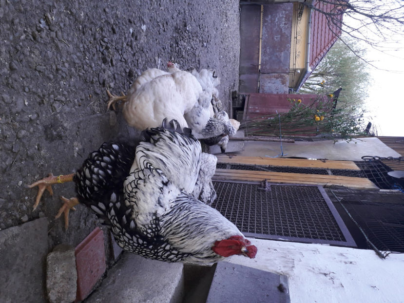  - 2 - MATCĂ I 2024 -