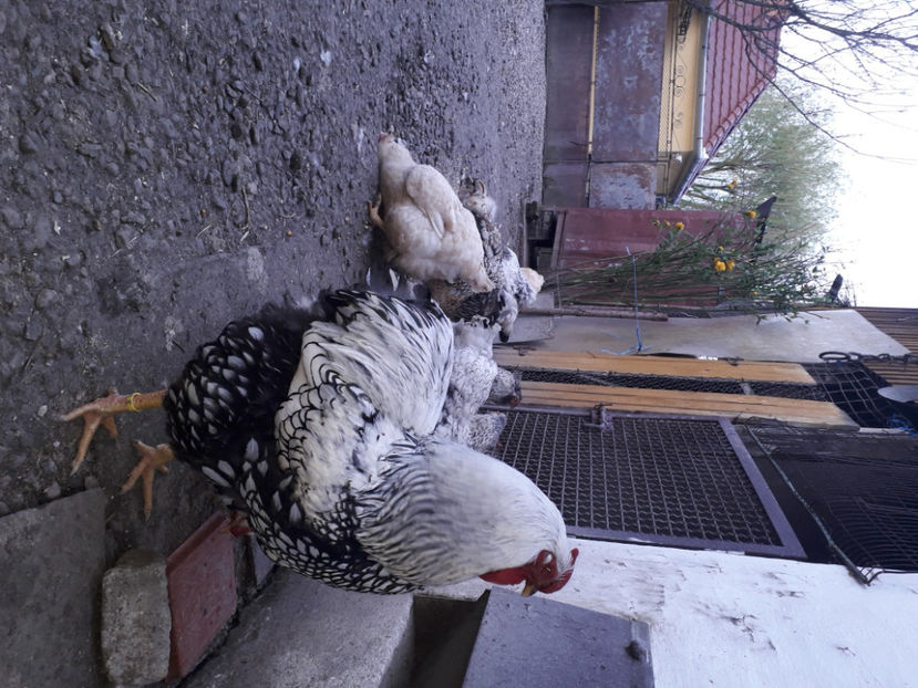  - 2 - MATCĂ I 2024 -