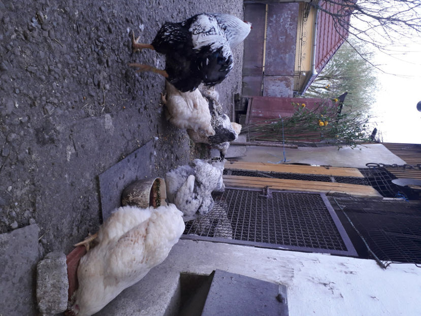  - 2 - MATCĂ I 2024 -