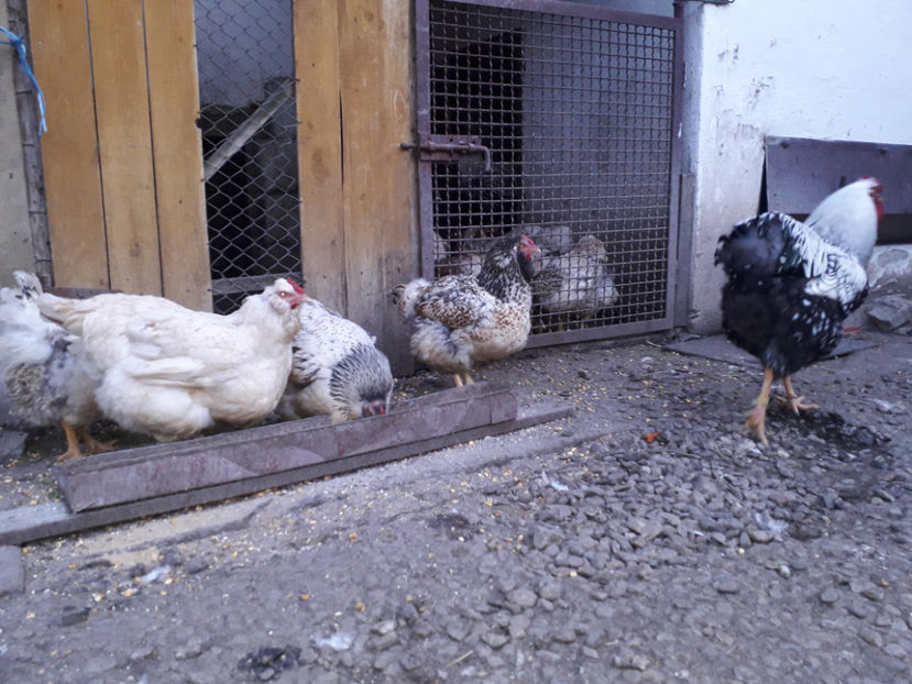  - 2 - MATCĂ I 2024 -