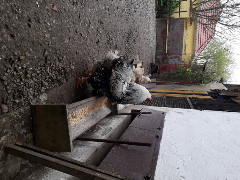  - 2 - MATCĂ I 2024 -