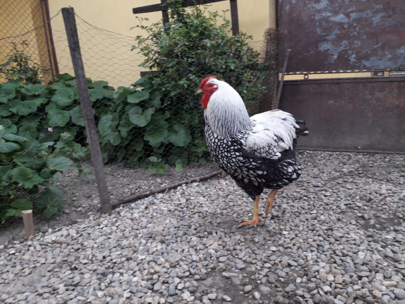  - 2 - MATCĂ I 2024 -