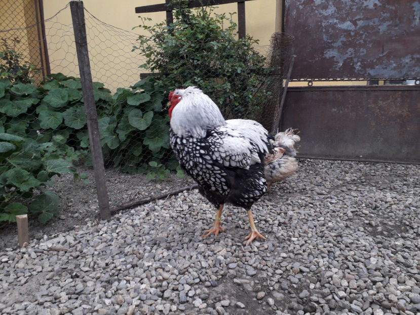  - 2 - MATCĂ I 2024 -