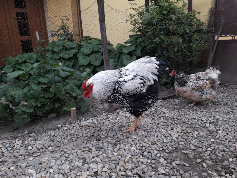  - 2 - MATCĂ I 2024 -