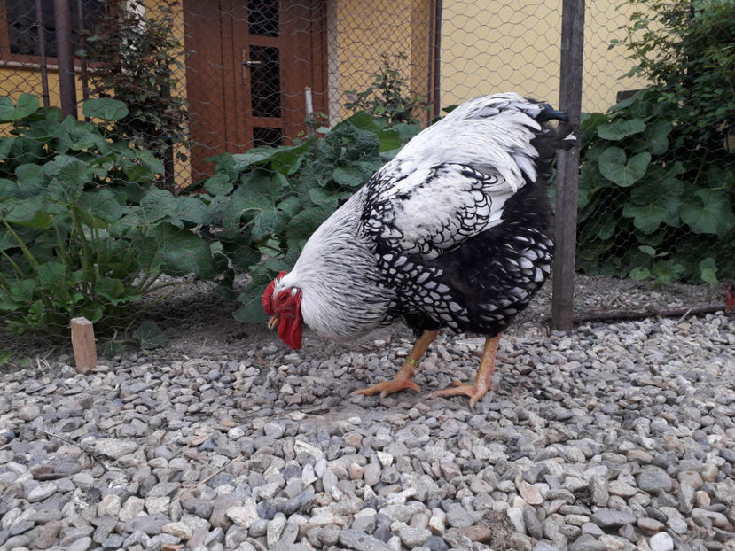 - 2 - MATCĂ I 2024 -