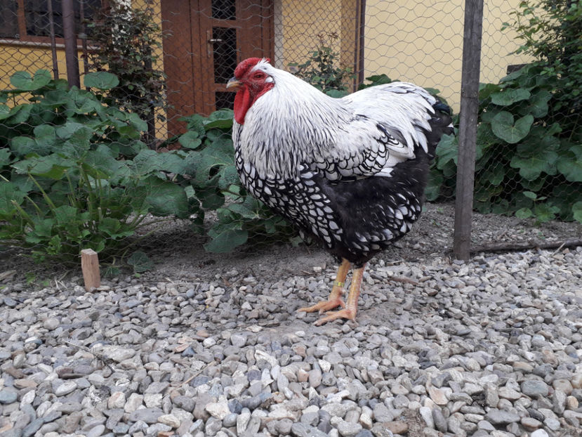  - 2 - MATCĂ I 2024 -