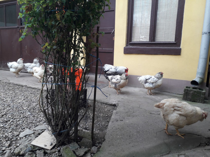  - 2 - MATCĂ I 2024 -