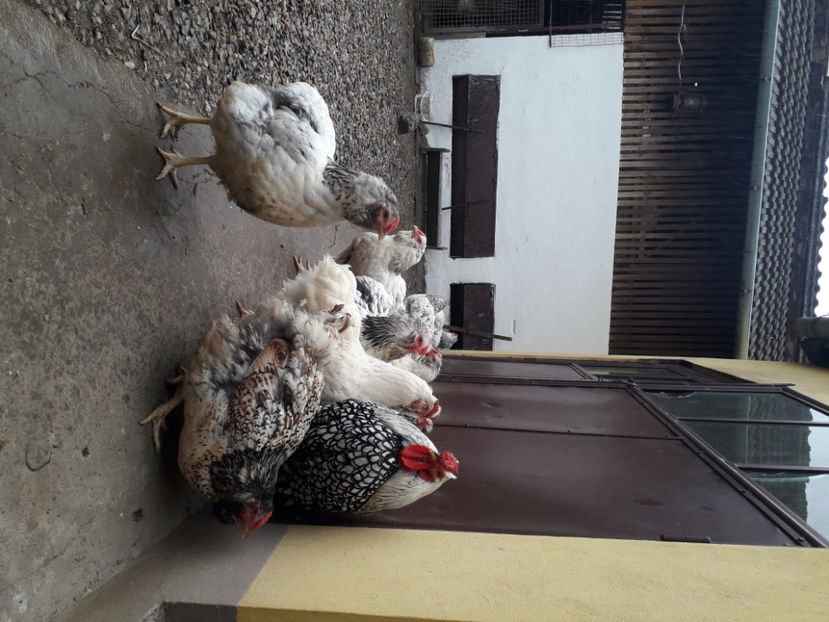  - 2 - MATCĂ I 2024 -