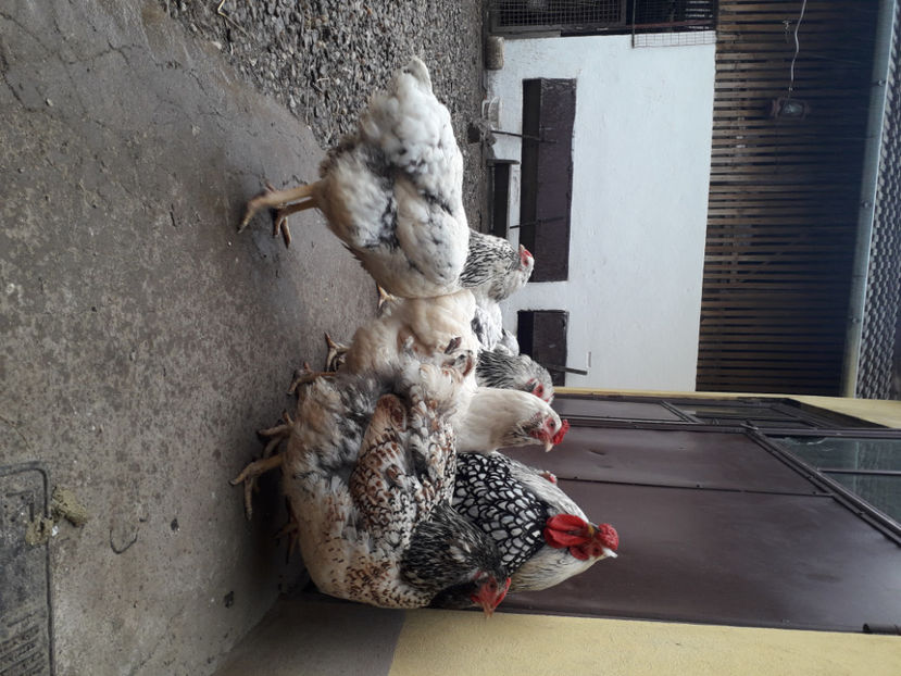  - 2 - MATCĂ I 2024 -