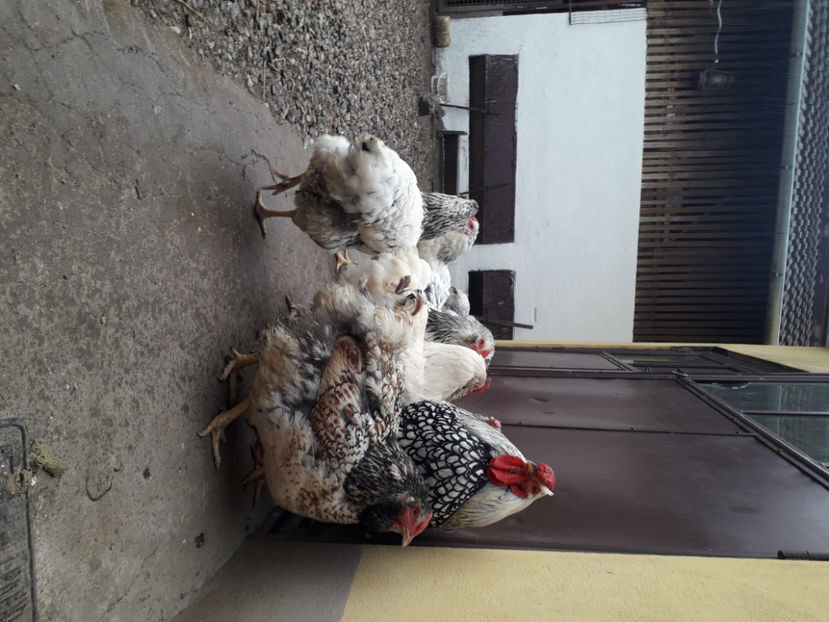  - 2 - MATCĂ I 2024 -