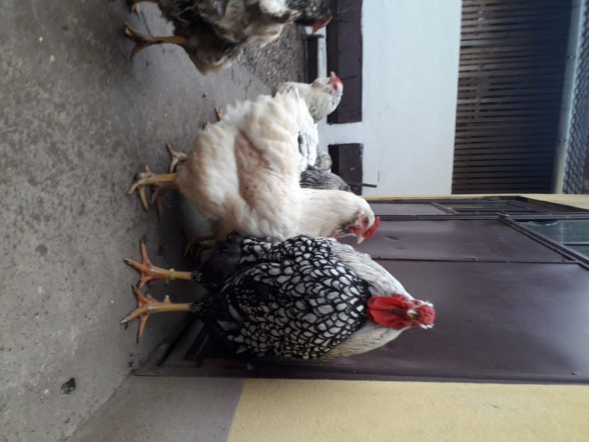  - 2 - MATCĂ I 2024 -