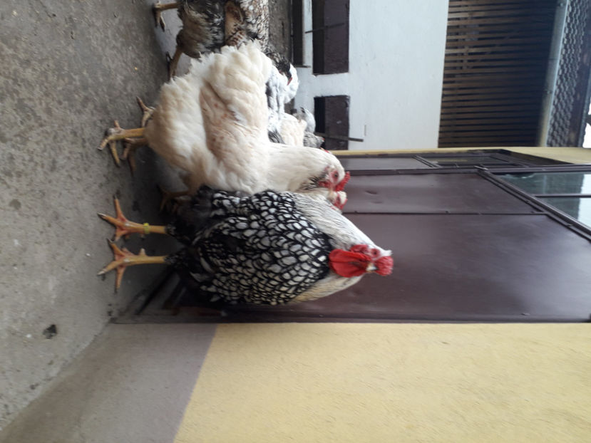  - 2 - MATCĂ I 2024 -