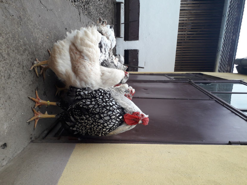 20240402_162213(0) - 2 - MATCĂ I 2024 -