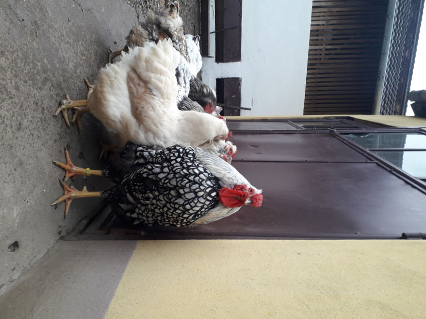  - 2 - MATCĂ I 2024 -