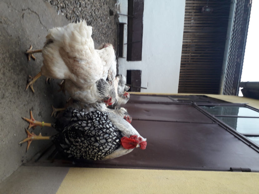 ‎marți, ‎2 ‎aprilie ‎2024, ‏‎16:22:14 - 2 - MATCĂ I 2024 -