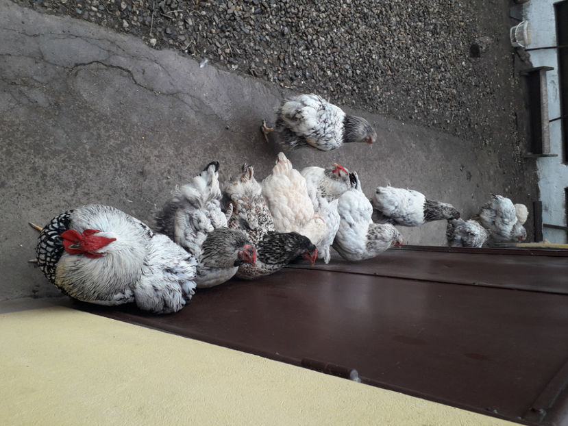  - 3 - MATCĂ I 2024 -