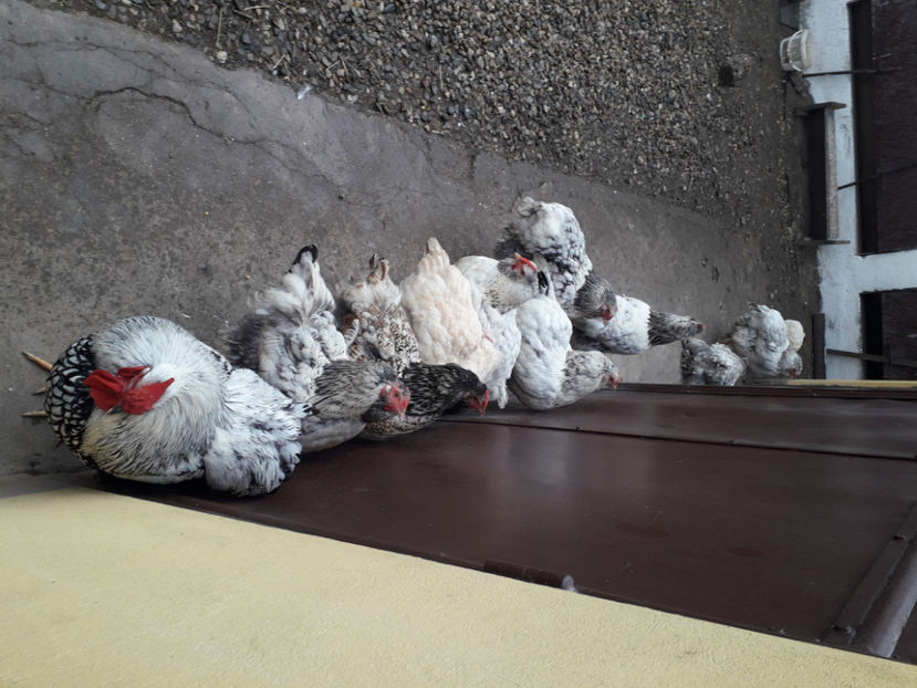  - 3 - MATCĂ I 2024 -