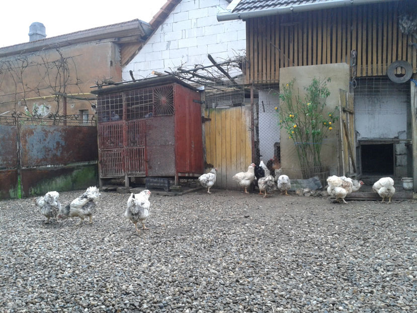  - 1 - MATCĂ II 2024 -