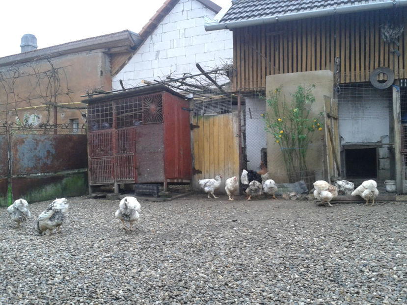  - 1 - MATCĂ II 2024 -