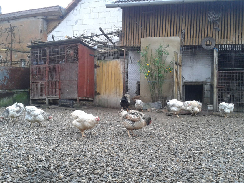  - 1 - MATCĂ II 2024 -