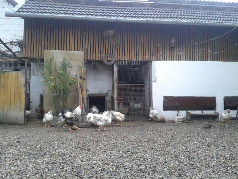  - 1 - MATCĂ II 2024 -