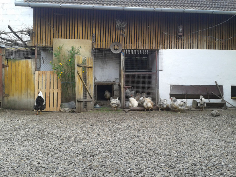  - 1 - MATCĂ II 2024 -