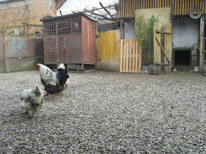  - 1 - MATCĂ II 2024 -