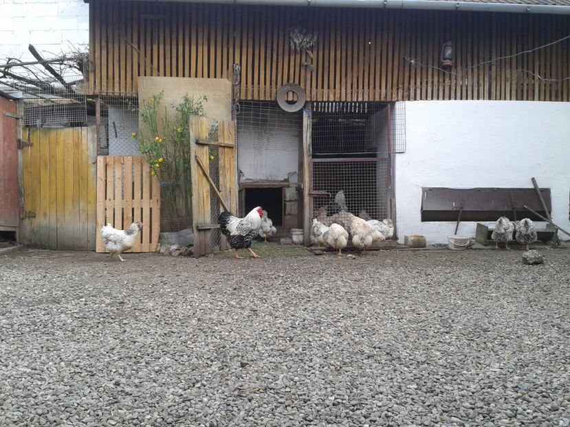  - 1 - MATCĂ II 2024 -