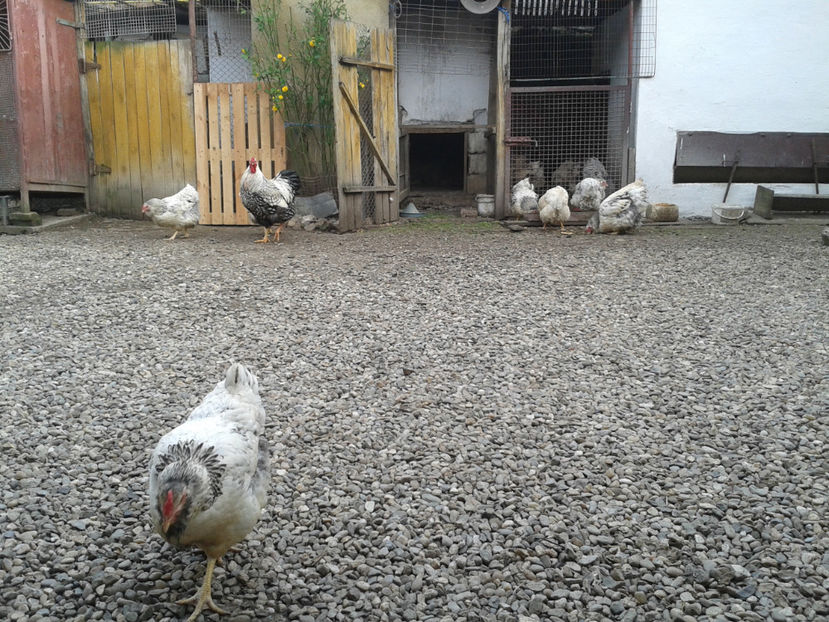  - 1 - MATCĂ II 2024 -