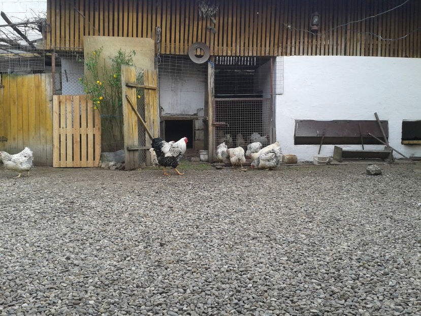  - 1 - MATCĂ II 2024 -