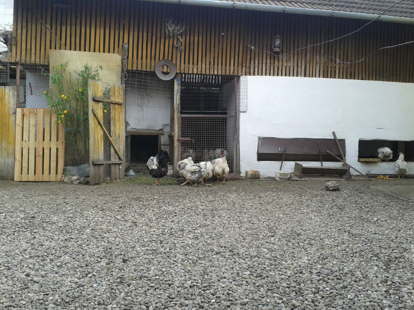  - 1 - MATCĂ II 2024 -