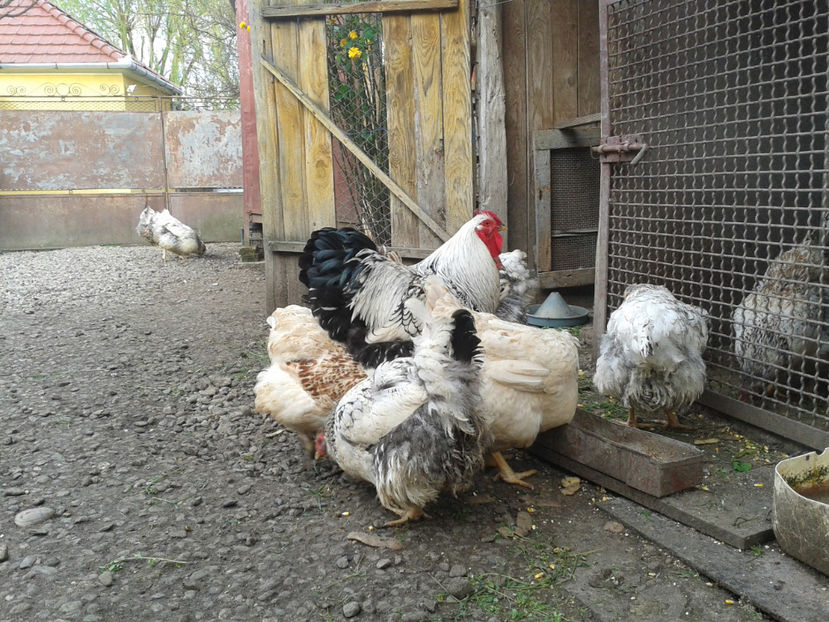  - 1 - MATCĂ II 2024 -