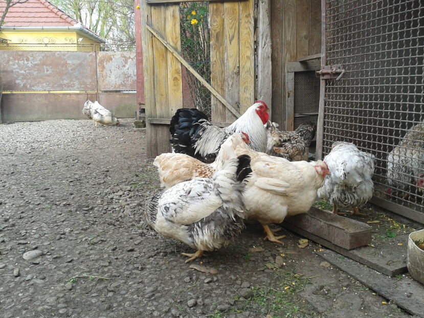  - 1 - MATCĂ II 2024 -