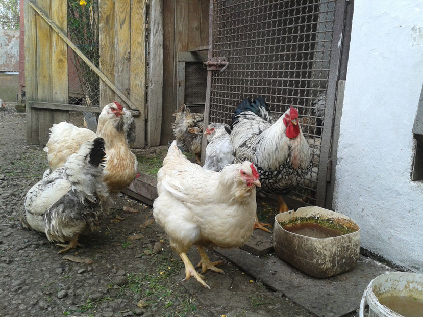  - 1 - MATCĂ II 2024 -