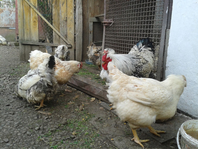  - 1 - MATCĂ II 2024 -