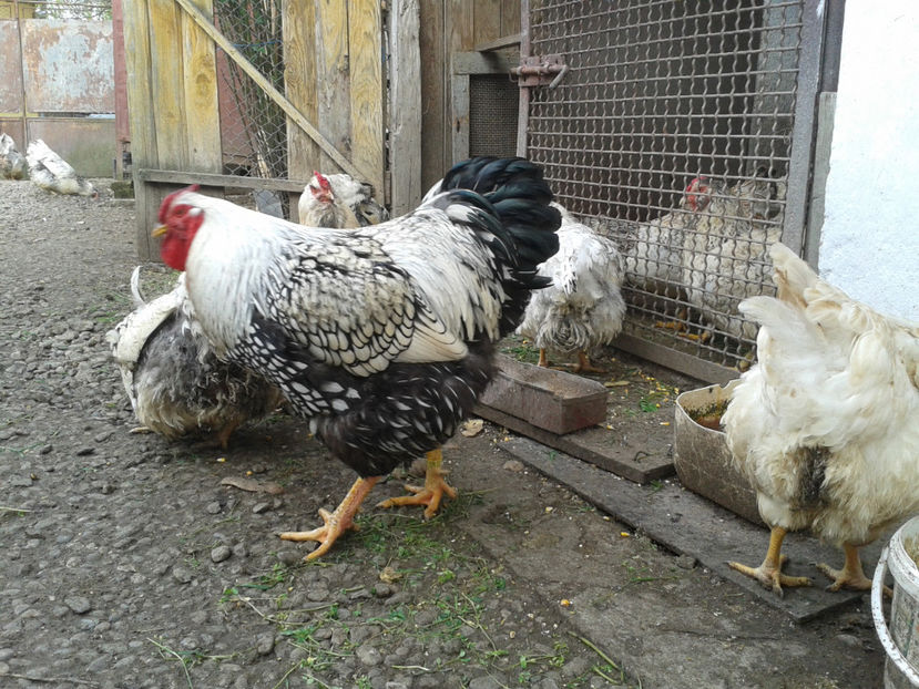  - 1 - MATCĂ II 2024 -