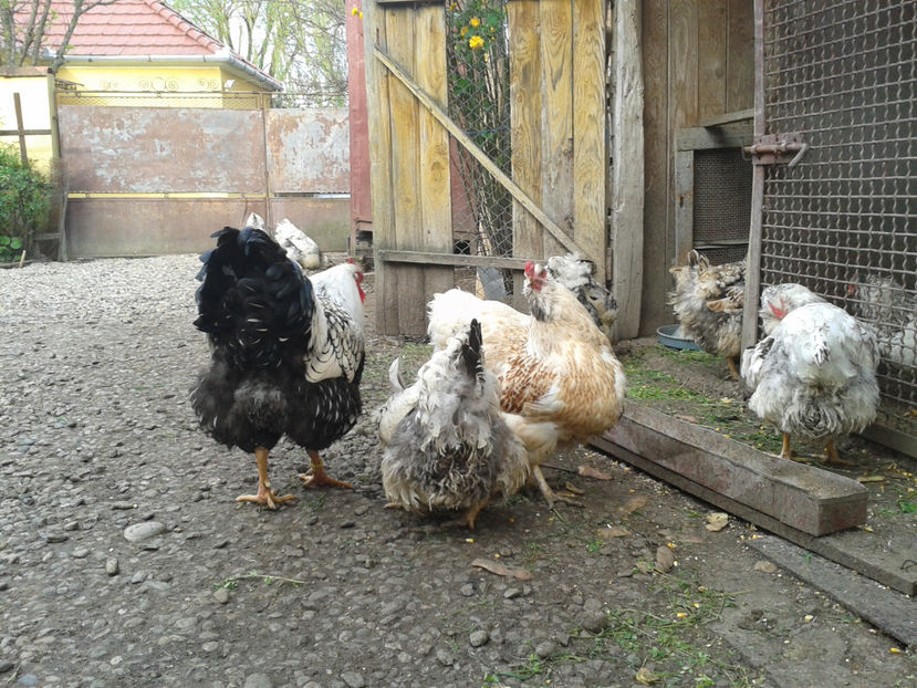  - 1 - MATCĂ II 2024 -