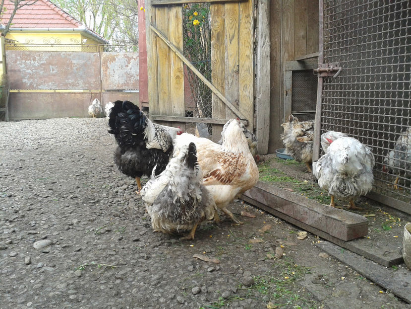  - 1 - MATCĂ II 2024 -