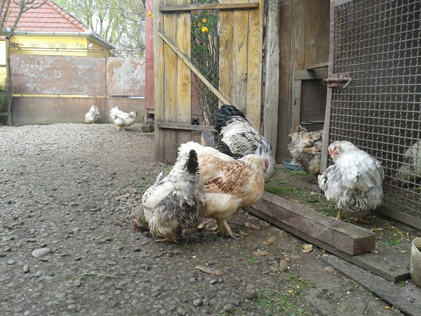  - 1 - MATCĂ II 2024 -