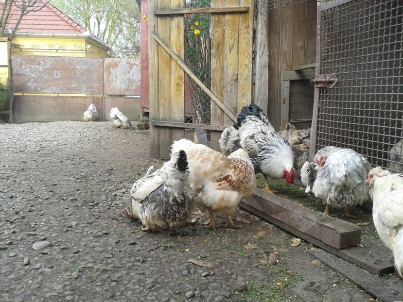  - 1 - MATCĂ II 2024 -