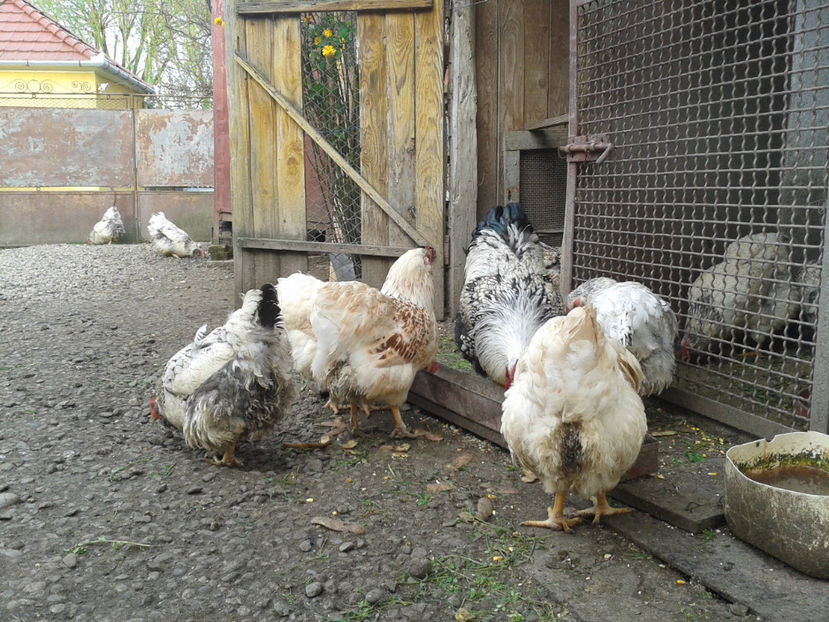  - 1 - MATCĂ II 2024 -