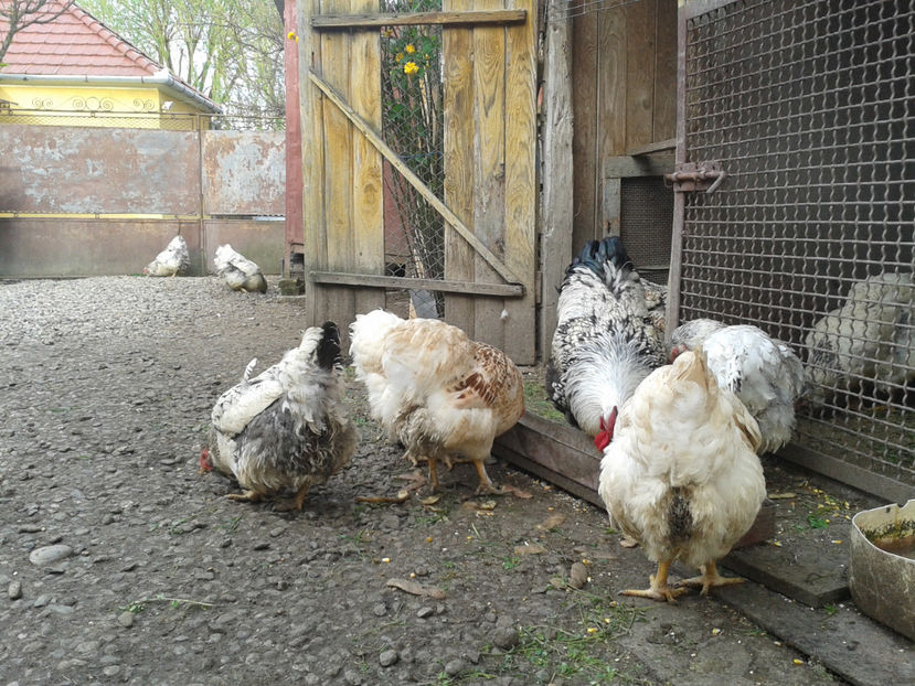  - 1 - MATCĂ II 2024 -