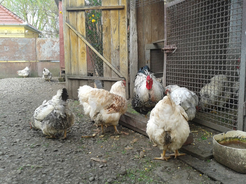  - 1 - MATCĂ II 2024 -