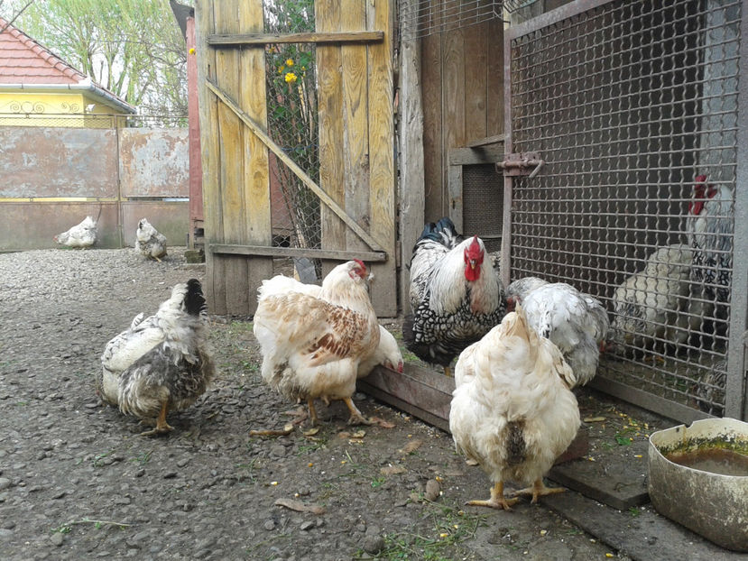  - 1 - MATCĂ II 2024 -